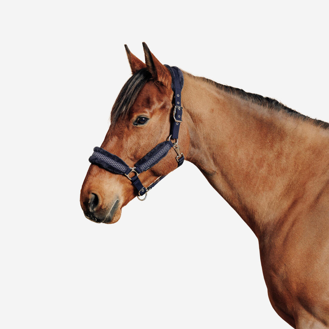 article en promo : Licol équitation cheval - confort
